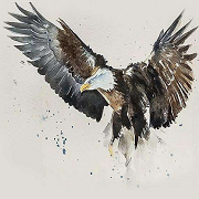 flyingeagle 